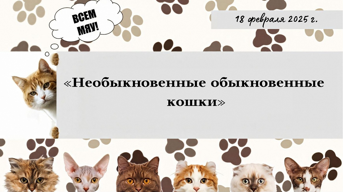 «Необыкновенные обыкновенные кошки»