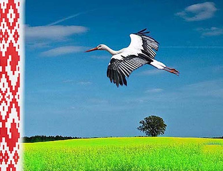 Аист — символ Беларуси: краеведческий урок